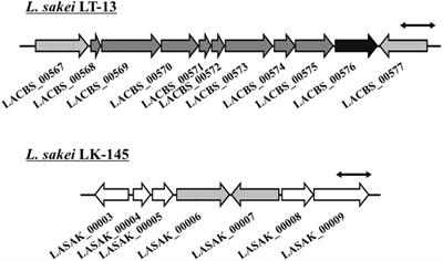 A Novel Bifunctional Amino Acid Racemase With Multiple Substrate Specificity, MalY From Lactobacillus sakei LT-13: Genome-Based Identification and Enzymological Characterization